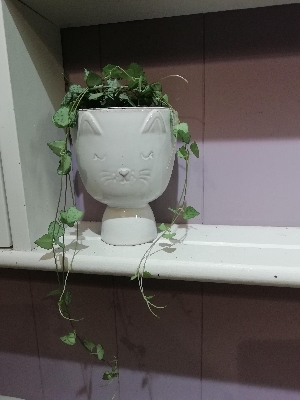 String of Hearts in cat ceramic pot