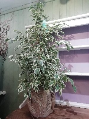 Verigated Ficus