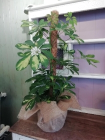 Umbrella Plant